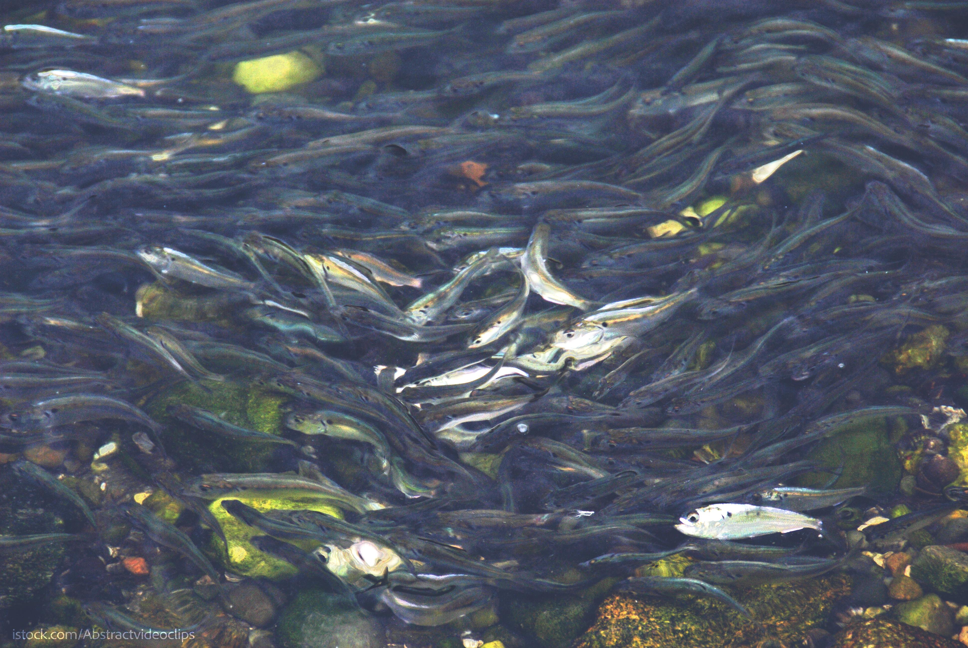 2024 Juvenile Fish Survey Shows Promising Results for Chesapeake Bay Menhaden