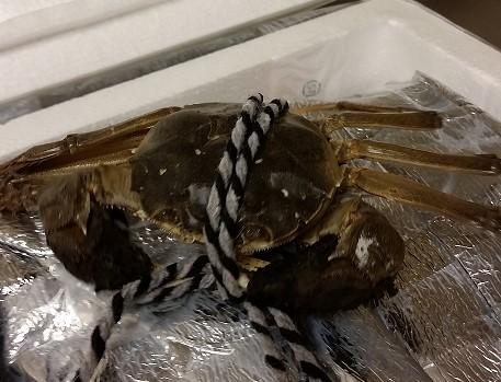 CBP Seizes 900 Pounds of Invasive Chinese Mitten Crabs in Chicago