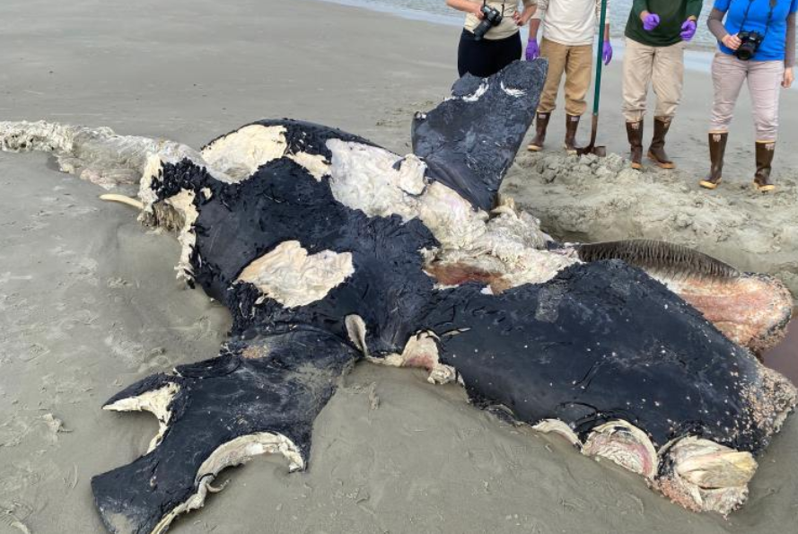 Cause of Death Revealed For Third North Atlantic Right Whale To Die In 2024
