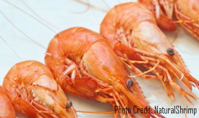 Texas Shrimp Producer Installs New System to Raise Shrimp in High Density Indoor Production Facility