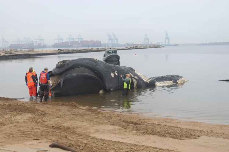 Latest North Atlantic Right Whale Death Linked To Vessel Strike