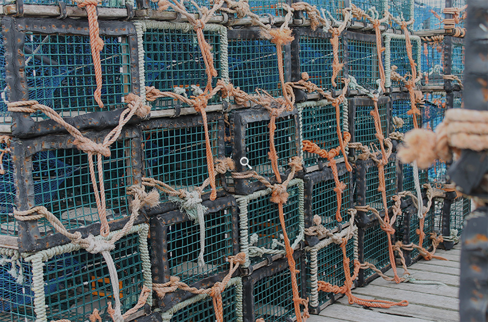 $9 shore price in southwestern Nova Scotia creates lobster season ‘bottleneck’