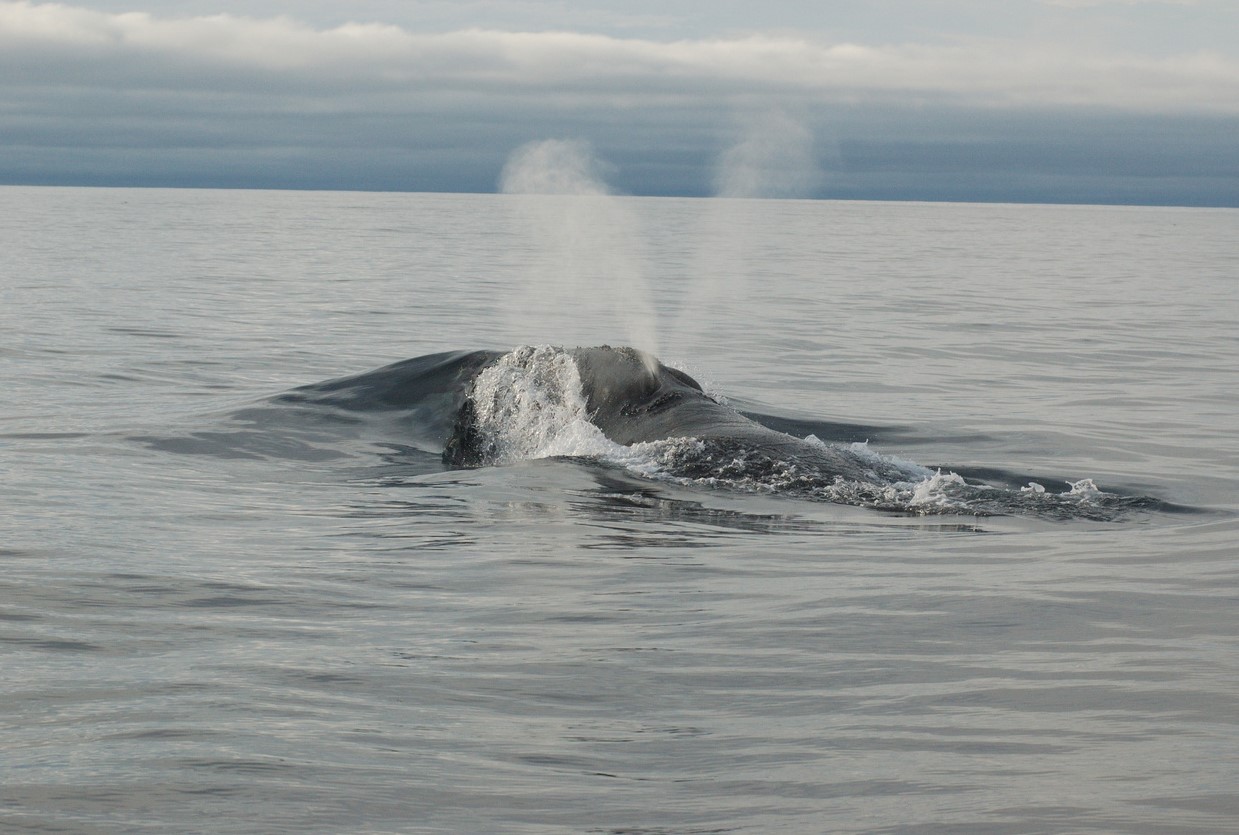 The North Pacific Right Whale Sings, More Marine Mammal Deaths Investigated in Alaska