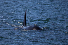 Efforts to Save a Starving Young Orca Show Dire Situation for the Southern Resident Killer Whales