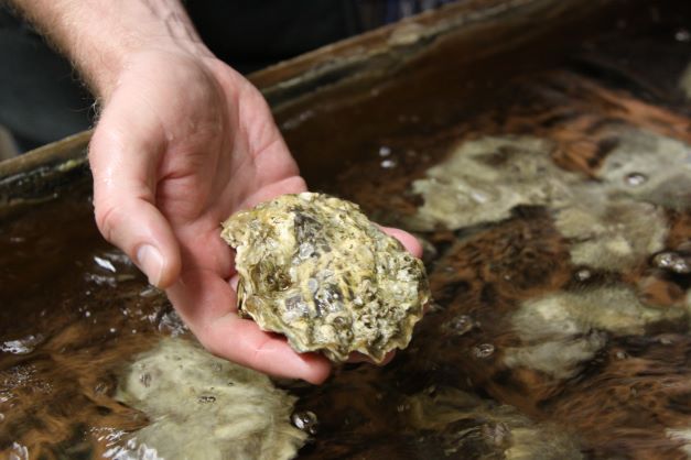 Oregon State Researchers Discover Probiotics Dramatically Increase Oyster Larvae Survival