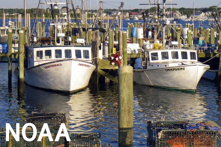 Federal Fisheries Disaster Declared for 2019 Atlantic Herring Fishery