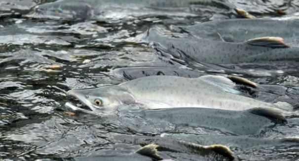 Commerce Department Announces Fishery Disaster Funding Allocations