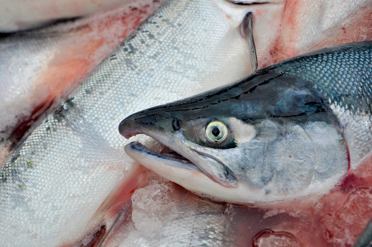 Hope Fades for Big Pink, Chum Salmon Year in Alaska