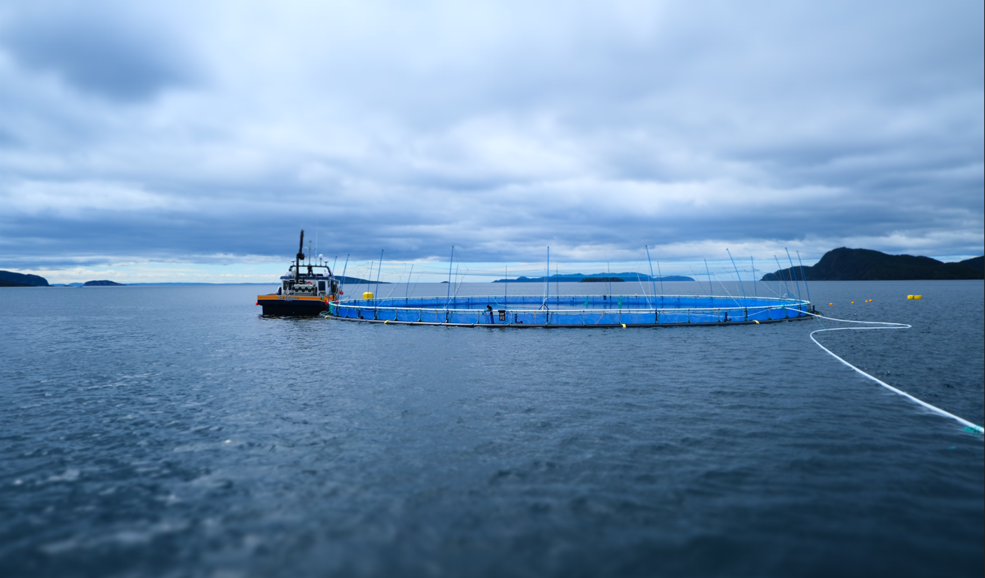 Grieg Seafood Begins Harvesting First Generation of Fish in Placentia Bay