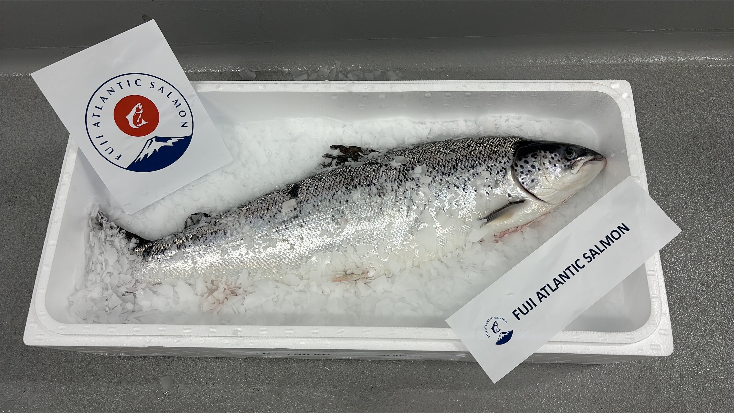 Japan’s Proximar Seafood Completes First Harvest of Atlantic Salmon