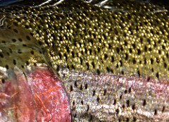 Chinas New Salmon Standard Regarding Trout Takes a Toll on Trout Sales