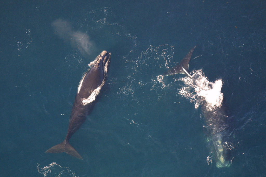 NOAA’s Greater Atlantic Regional Fisheries Office Celebrating Endangered Species Day