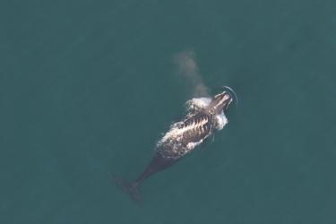 Canada to Take Steps to Protect Vanishing North Atlantic Right Whales from Ships