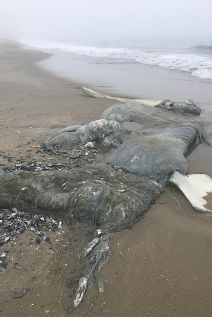 Possible North Atlantic Right Whale Death Off Virginia Coast