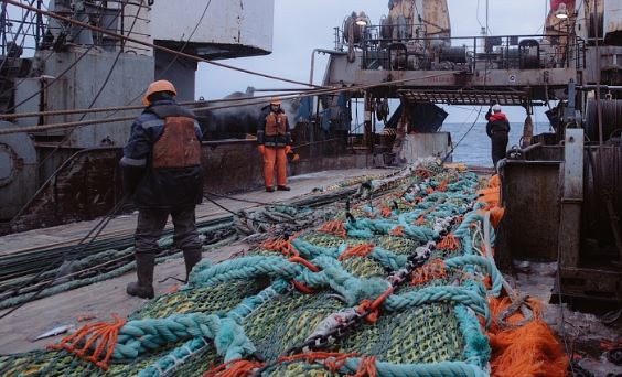 China Continues Buying Russian Pollock, Taking 90%, With Some Going to Chinese Domestic Market