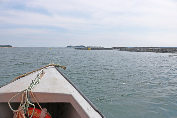 NOAA Releases Guide Outlining Federal Process for Aquaculture Permits