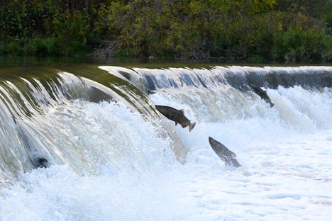 Habitat Loss and Over-Exploitation Are Leading to a Decline in Salmon Populations