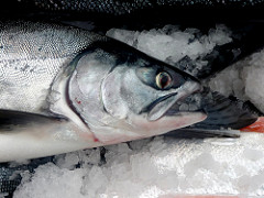 August 2018 Alaska Fishing Updates: Total Salmon Catch Tops 80 Million Fish