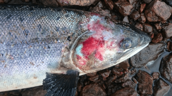 Scottish Campaigners Claim Fish Farms Are to Blame For Wild Salmon Deaths