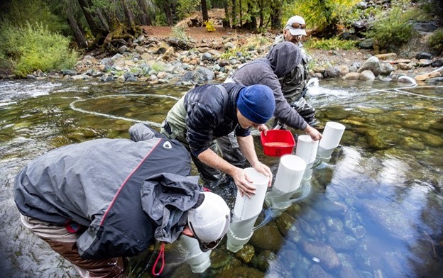 CDFW Looks for Success in Spring Chinook Pilot Project on North Yuba River