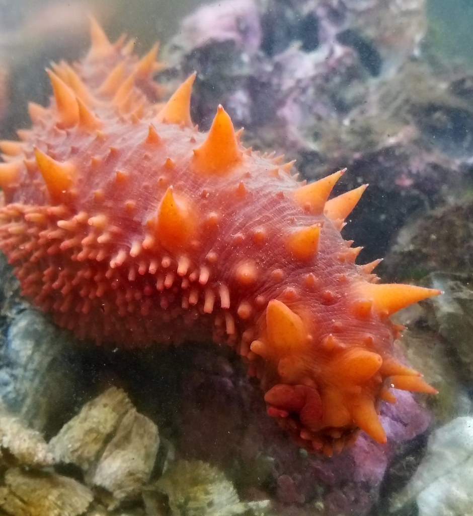 Zhangzidao Avoids Hot Weather Sea Cucumber Disaster That Affects ...