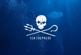 Sea Shepherd Launching Web Series to Document Efforts to Save Endangered Vaquita