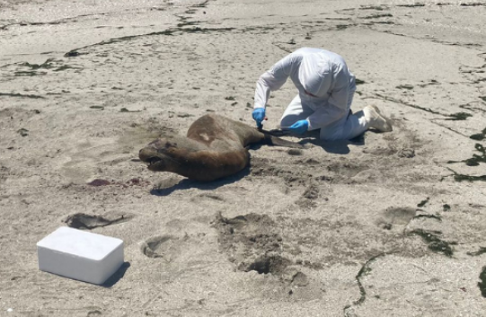 Chile’s Sernapesca Reports 2 Confirmed Cases of Avian Influenza in Sea Lions