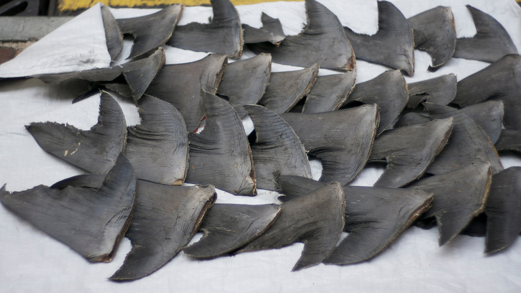 China Tariffs Could Decrease Demand For U.S. Shark Fin Business