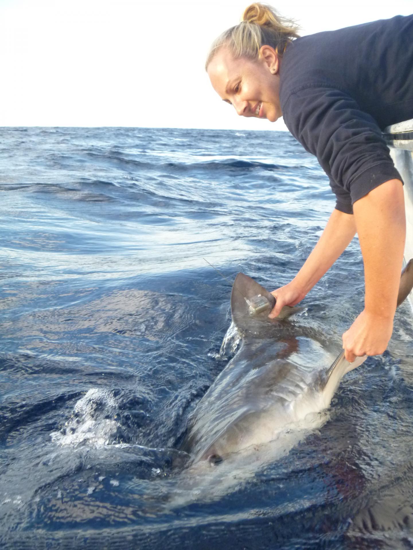 University Study Shows Longline Fishing Hampers Shark Migration