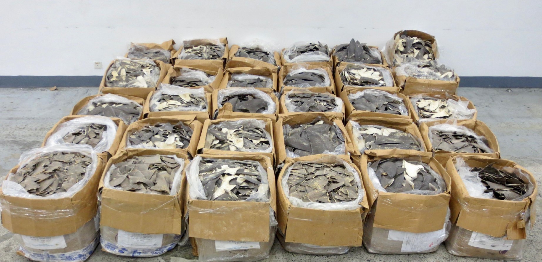 Hong Kong Customs Agents Seize Dried Shark Fins Worth An Estimated $40 Million