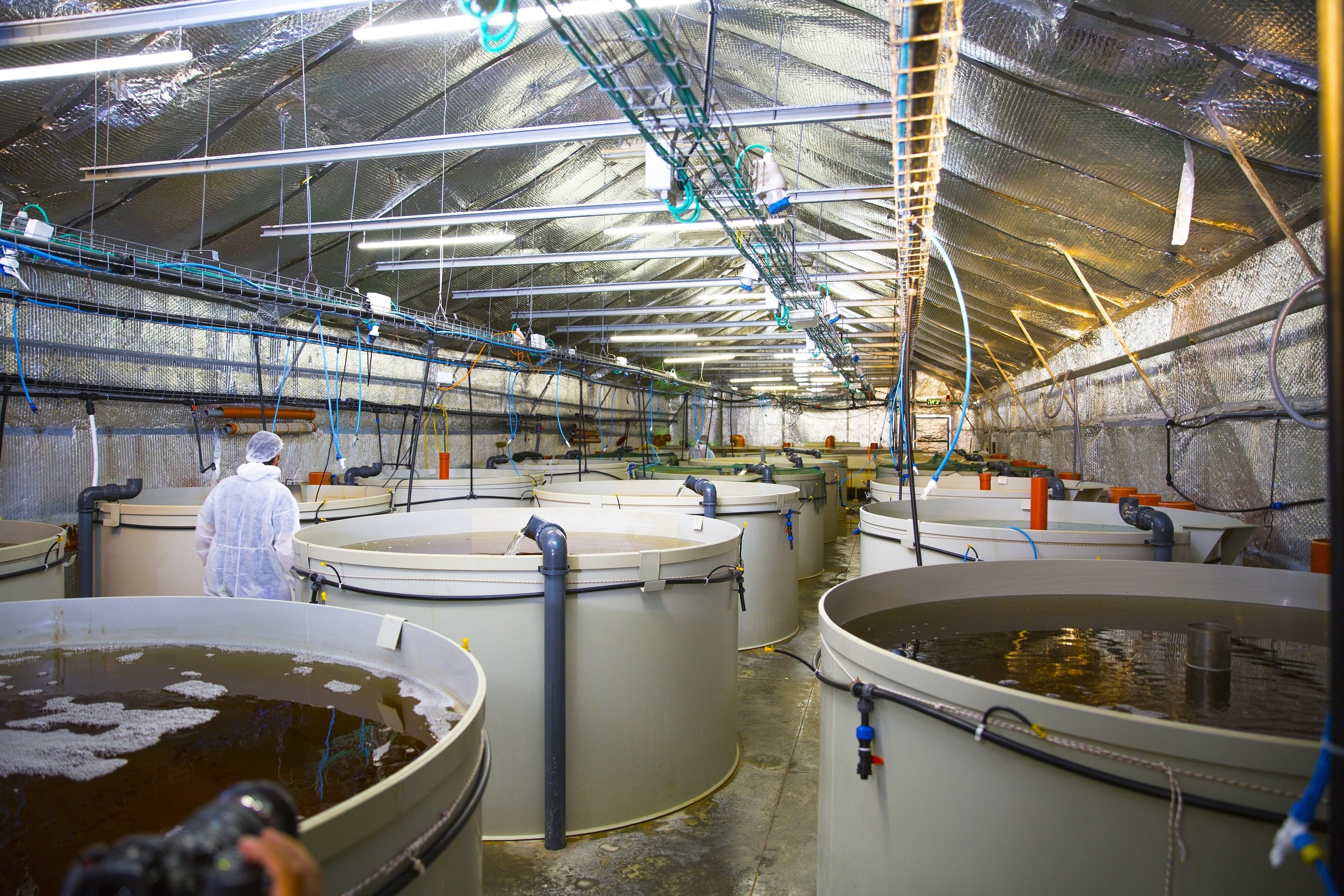 AquaMaof Reveals Land-Based R&D Facility for Shrimp Production