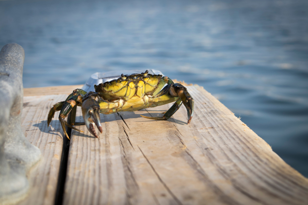 Green Crab Discoveries in Ketchikan Show the Invasive Threat is Spreading in Alaska