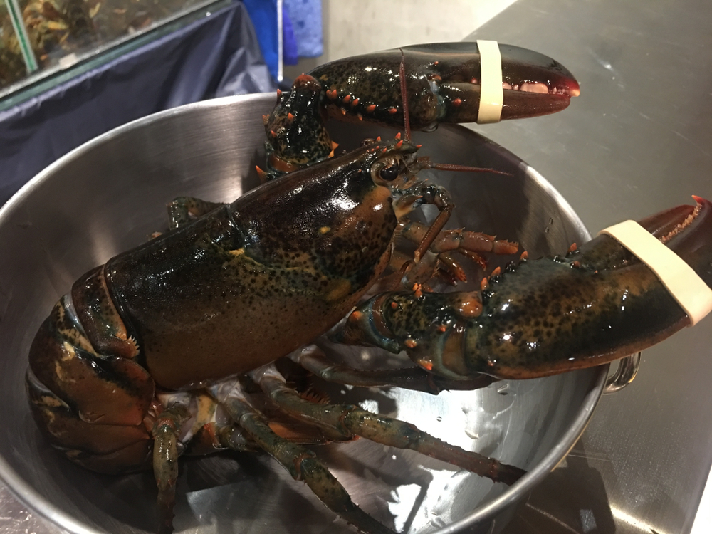 Shellfish From Boston Harbor are Now Safe Enough to Eat for the First Time in a Century