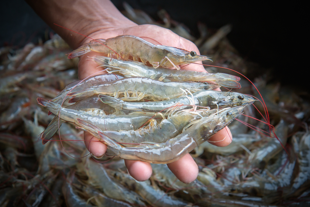 $10 Million USDA Grant Targets More Midwestern Seafood Production and Consumption