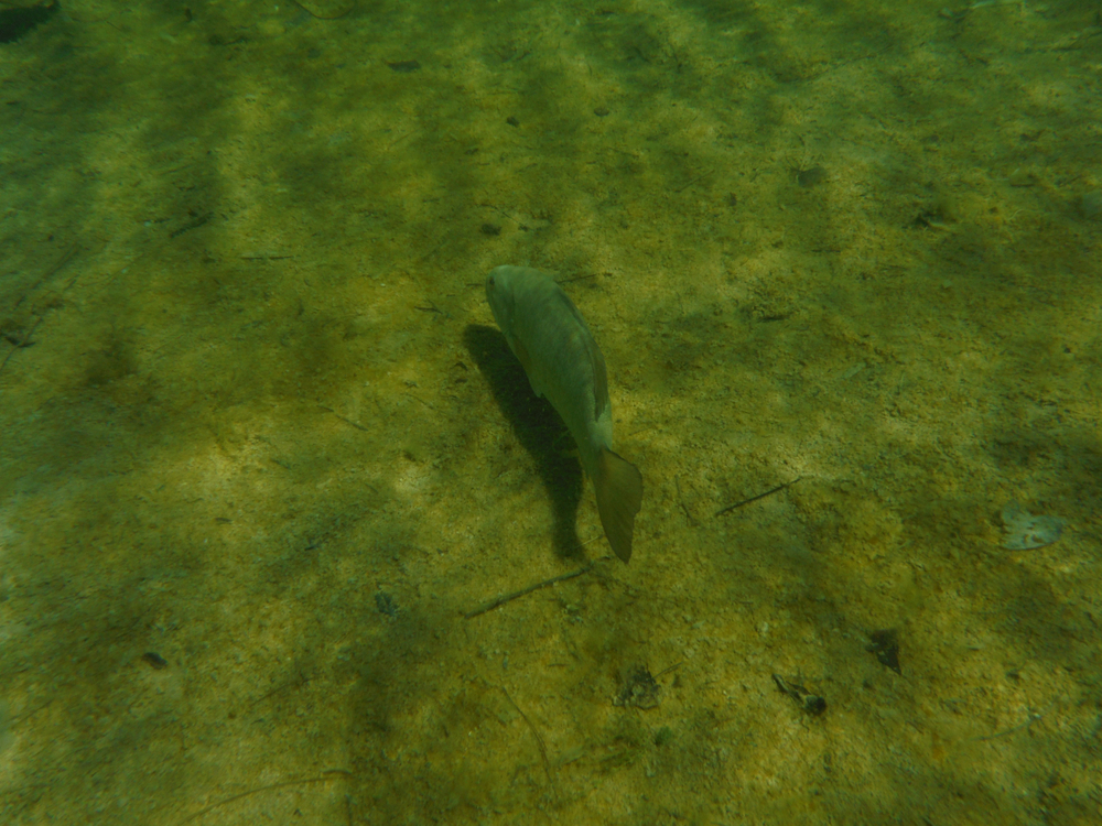Striped Bass Recovery in Gulf of St. Lawrence Renews Salmon Impact Debate