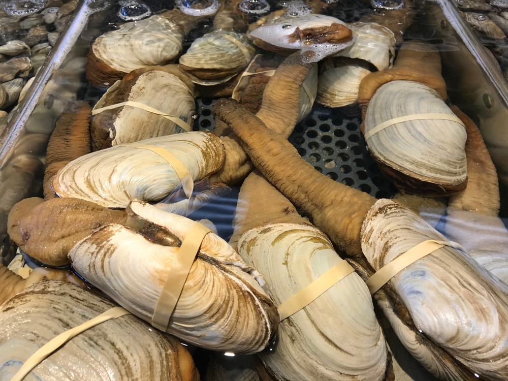 The Next Spot Prawn? The Big Push for B.C.s Bounty of Geoducks, Sea Urchins and Sea Cucumbers
