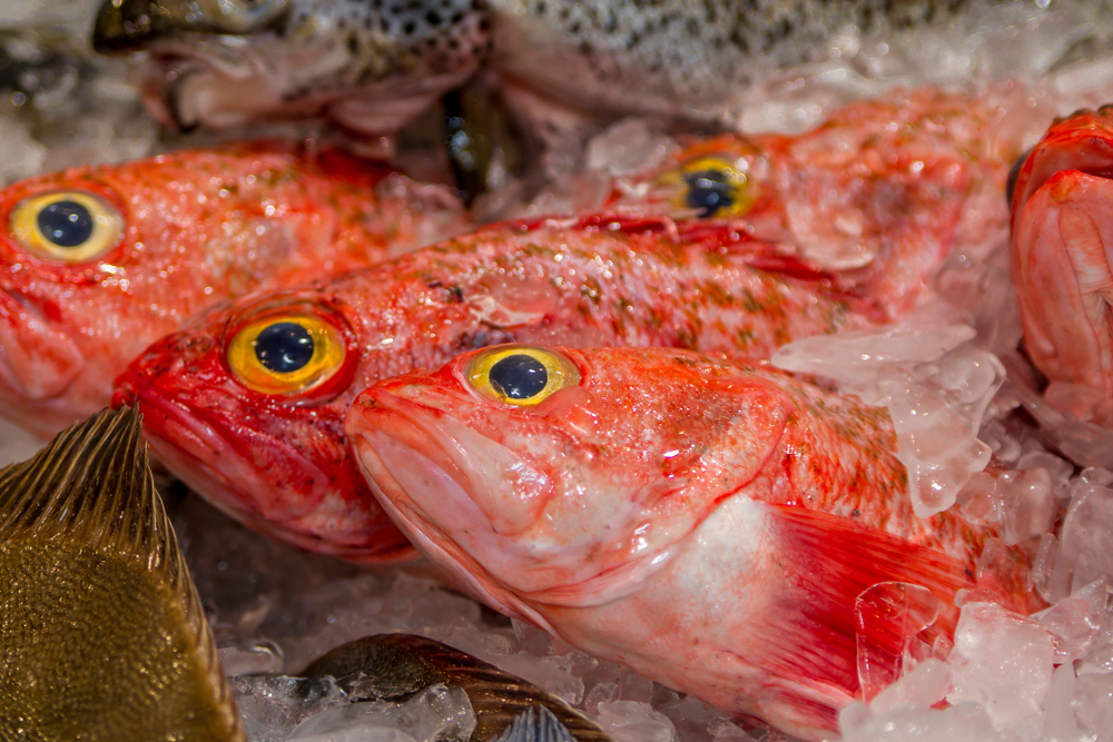 New Zealand: Seamount Protection Considered To Protect Crashed Fish Stock