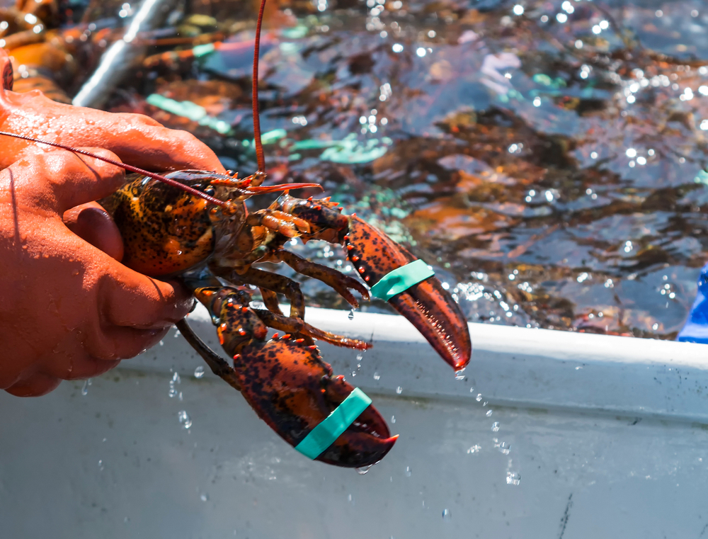 ASMFC Halts New Lobster Gauge Requirement Amid Market Concerns