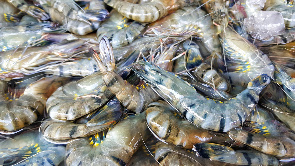 Vietnam Shrimp Exports Surpass $900 Million in Q1 But Face Pressures