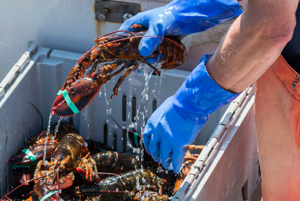 Maine Lobster Fishery MSC Certification Under Expedited Audit