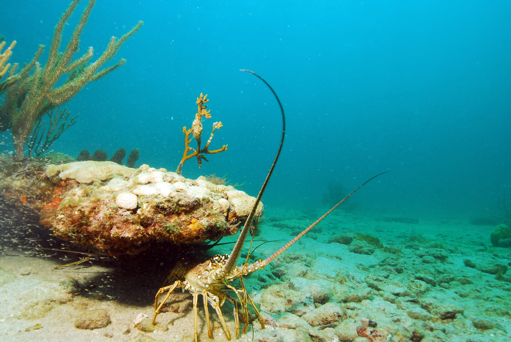 Disney Backs Caribbean Spiny Lobster Conservation Project