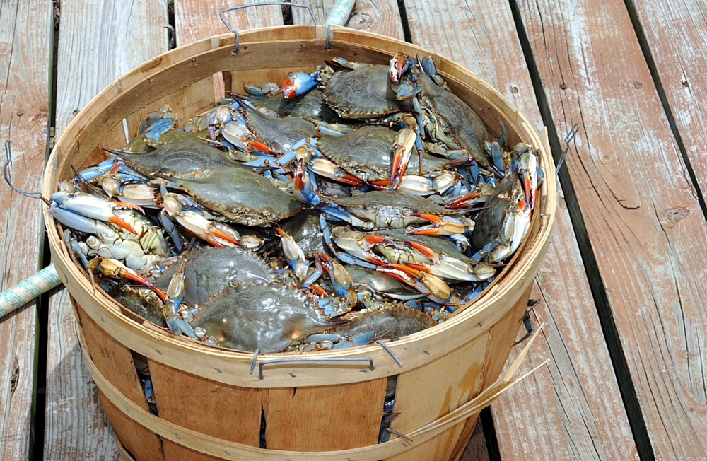 Louisiana Agents Cite Two Subjects for Commercial Crabbing on the Pointe-Aux-Chenes WMA
