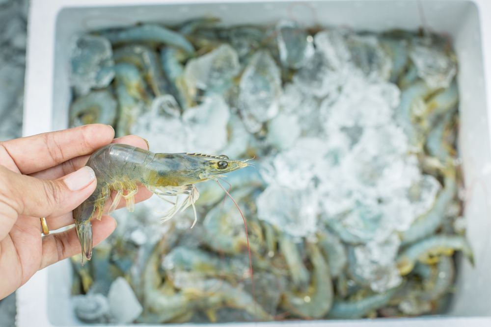 Kings Infra Signs Rs 2,500-Cr Aquaculture Tech Park Deal With Andhra Pradesh