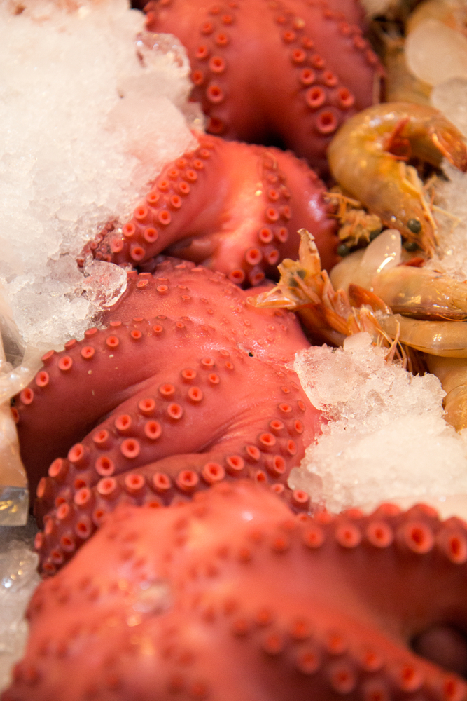 Mexico Extends Red Octopus Catch to 32 Thousand Tons for the 2025 Season