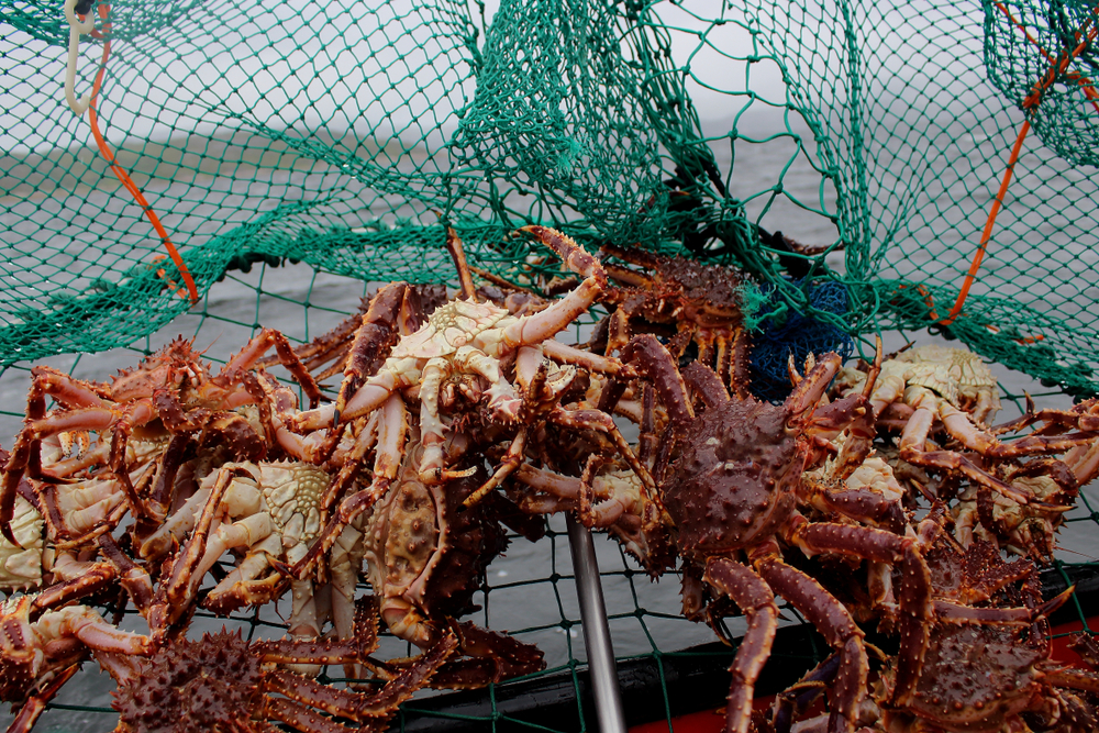 U.S. Imports of Russian King and Snow Crab Plunge After Ban Announcement