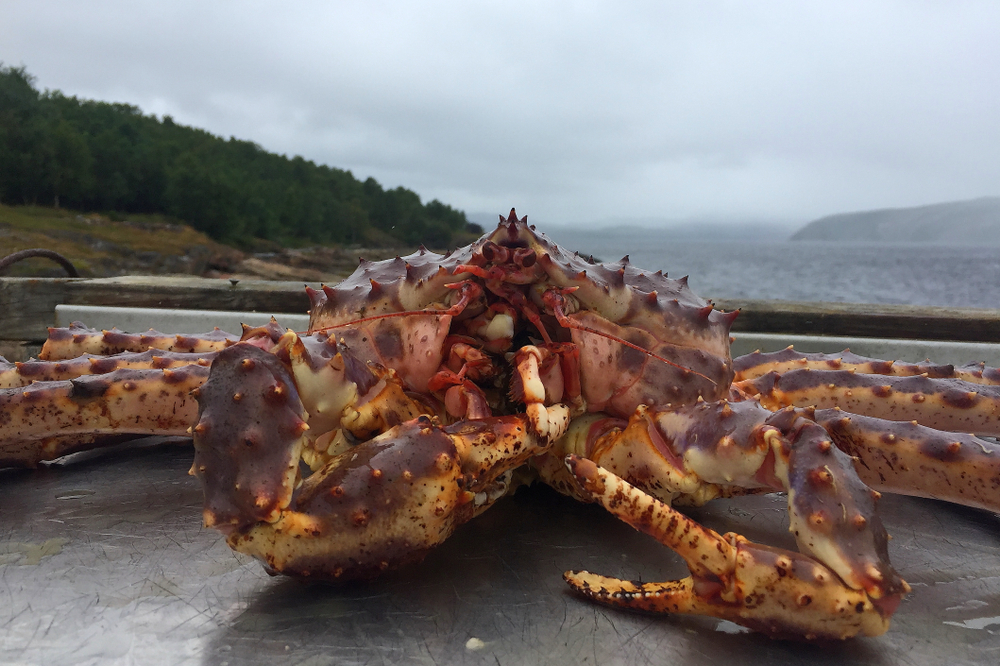 Norwegian King Crab Exports Off To Good Start in 2024 While Snow Crab Falls