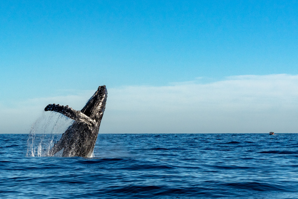 Off Long Island, Humpback Whales Found Scarred; Nearly 90% Injured by Fishing Gear Off South Shore