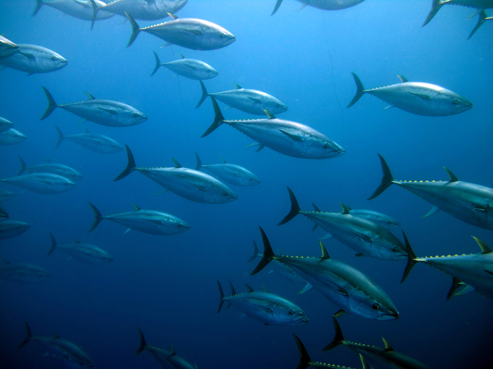 European Commission - EU Secures 17% Increase of Bluefin Tuna Fishing Quota at ICCAT Annual Meeting