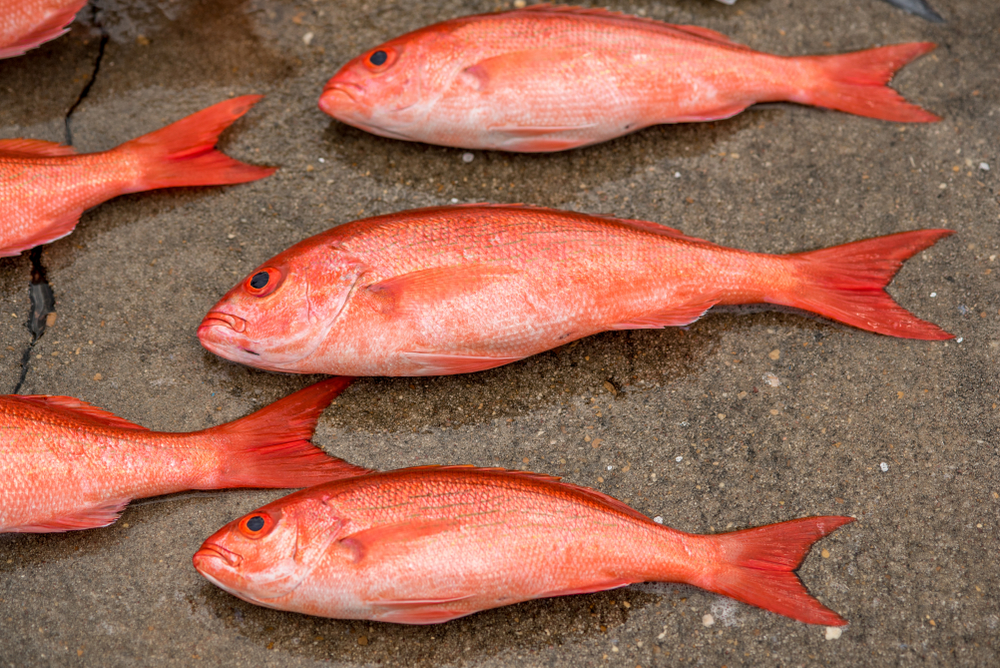 Mexican Fishermen Indicted for Illegal Red Snapper Harvesting in U.S. Waters