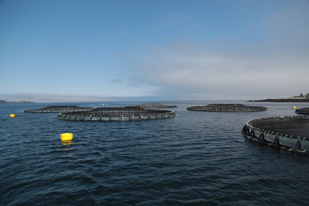 Open Ocean Aquaculture Backers Rally on Capitol Hill to Urge Passage of MARA Act